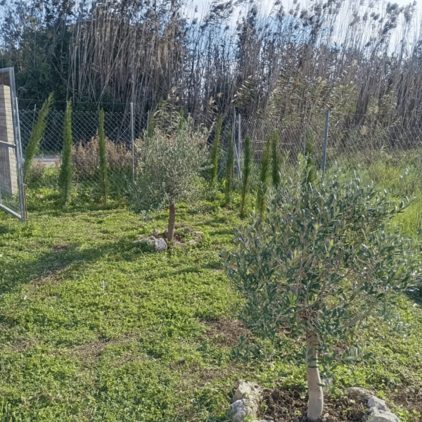 1 Casita ideal para huerto/fines de semana o casita de verano a 10 minutos de playas de Muro y a 15 minutos de Can Picafort.